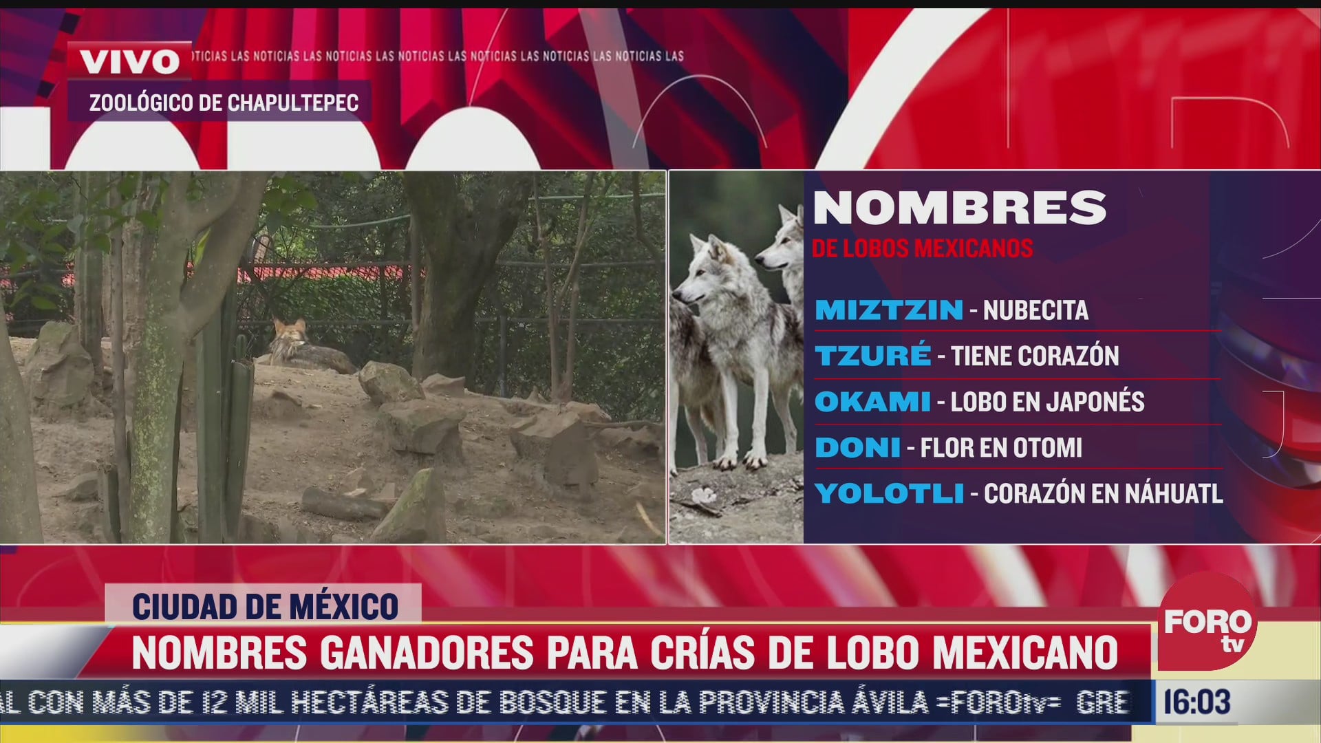 dan a conocer nombres de crias de lobo mexicano en chapultepec
