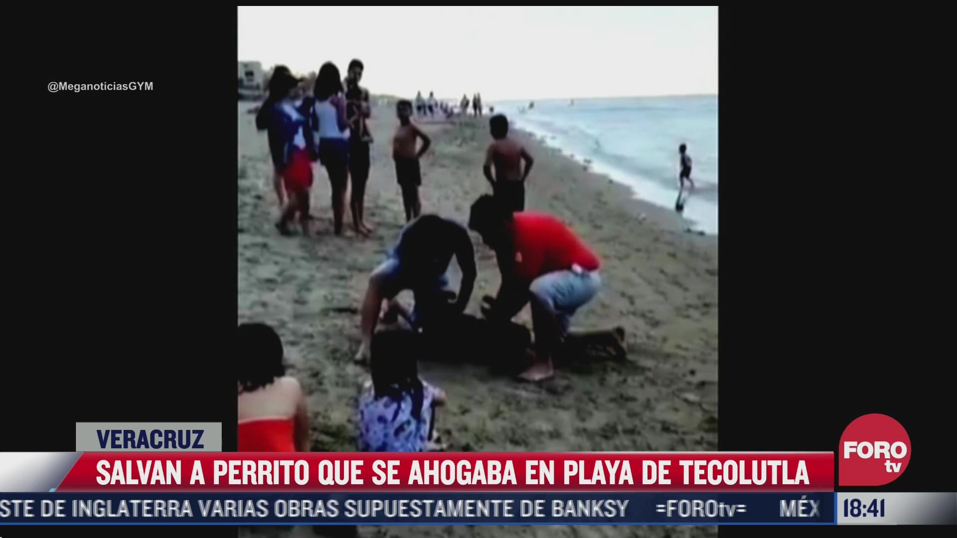 dan primeros auxilios a perrito que se ahogaba en playa de veracruz