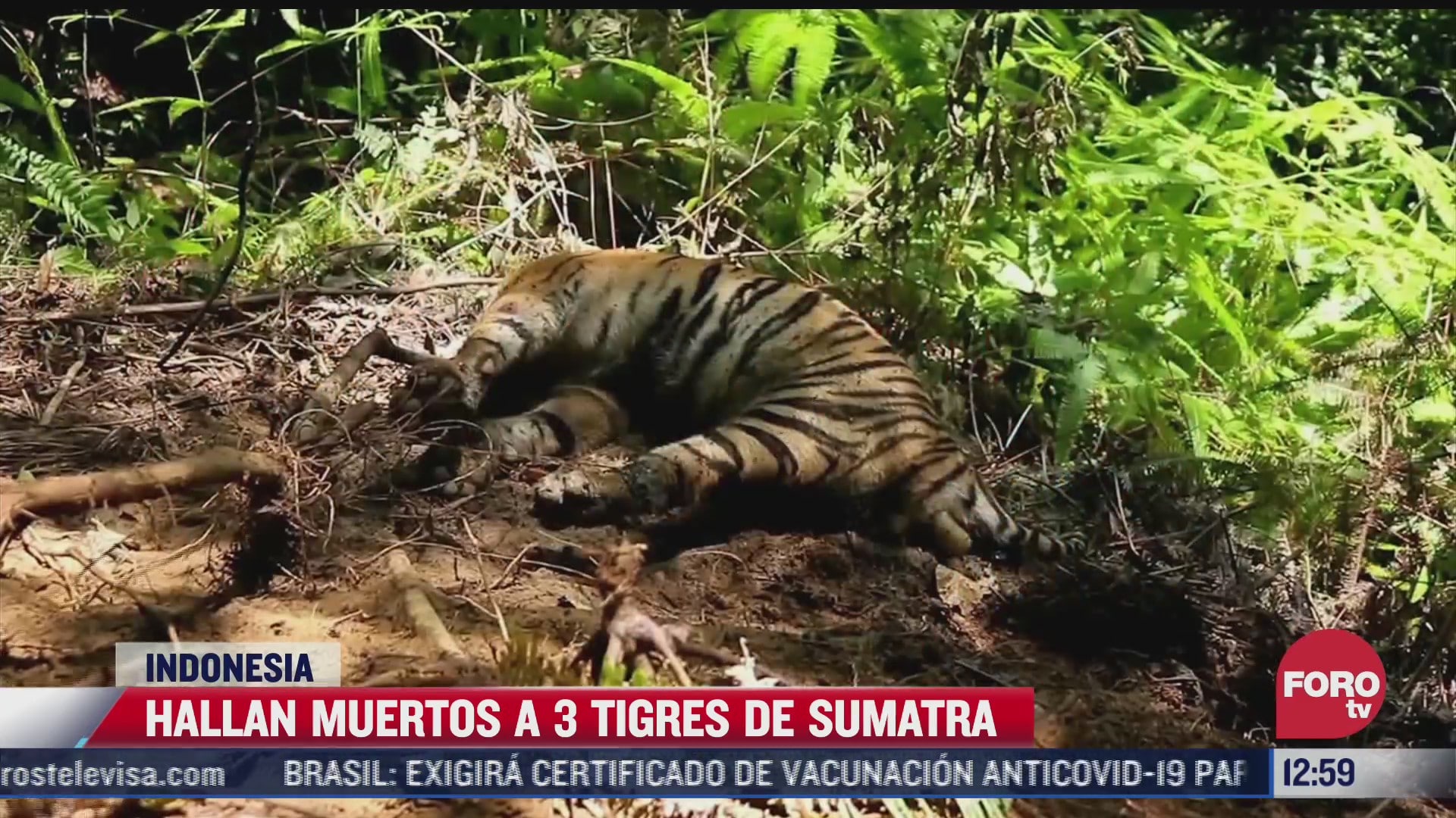 encuentran tres tigres muertos en trampas colocadas por cazadores en sumatra