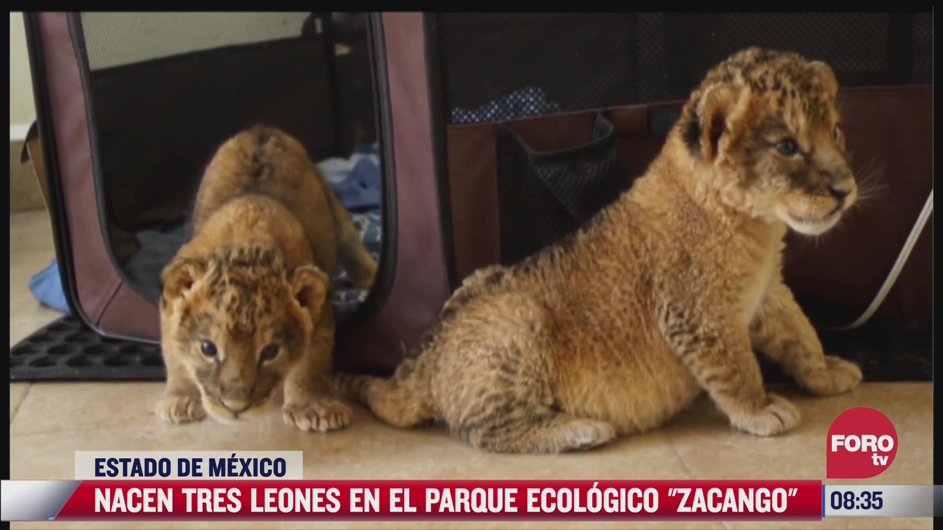 estos son los tres leones que nacieron en el parque ecologico zacango