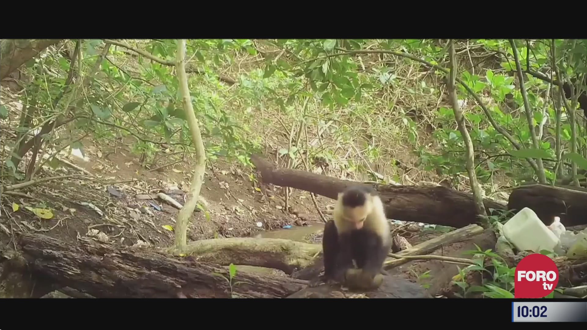 extra extra monos capuchinos sorprenden a cientificos