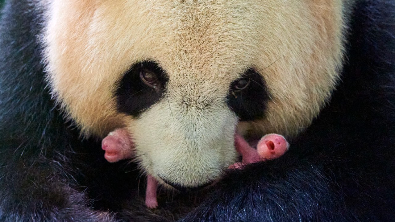 Nacen osos pandas gemelos en zoológico de Francia