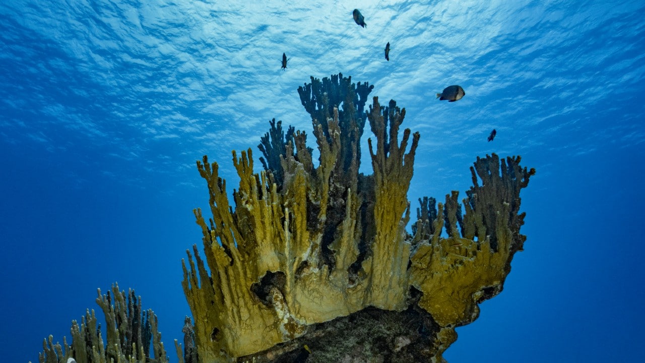 Actividad humana podría asfixiar arrecifes de coral del Caribe, advierten científicos