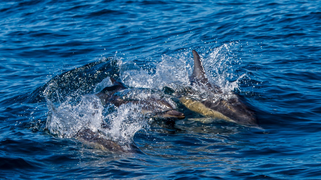 Video: Más de 30 delfines sorprenden a pescadores en Chachalacas, Veracruz