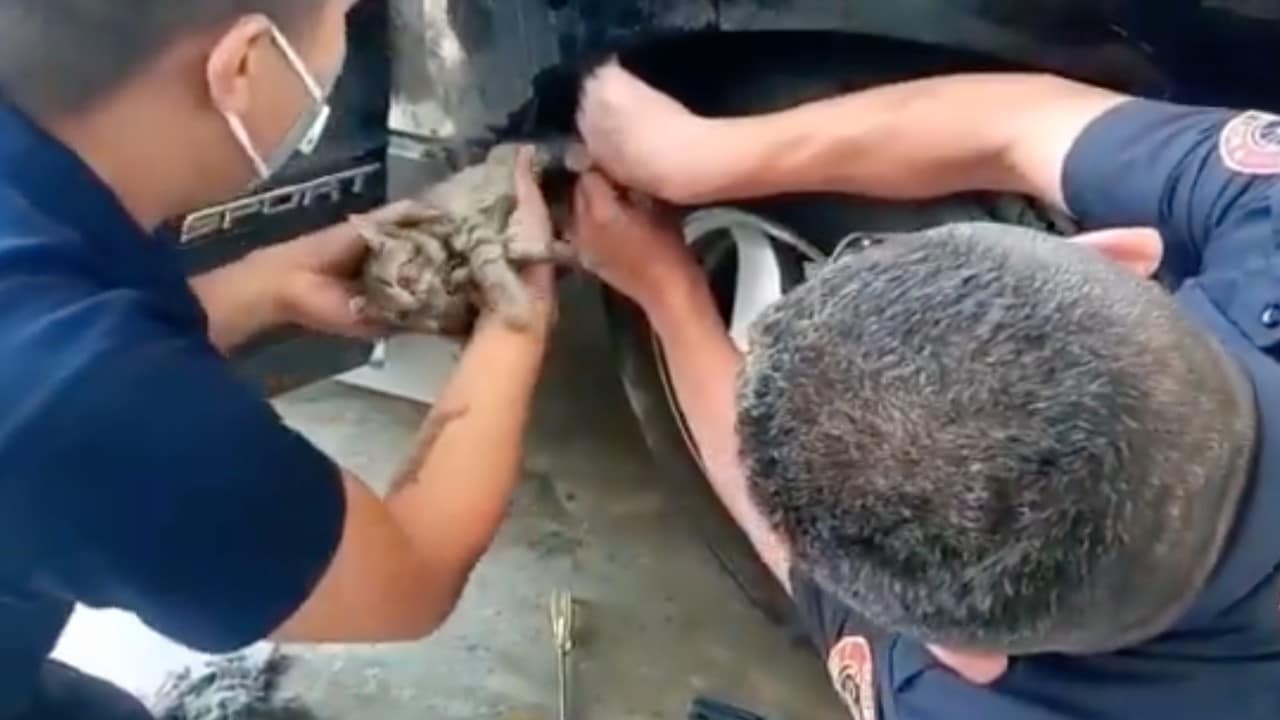 Bomberos de Santa Catarina Nuevo León realizan el rescate de un gato (Twitter: @saz2000)