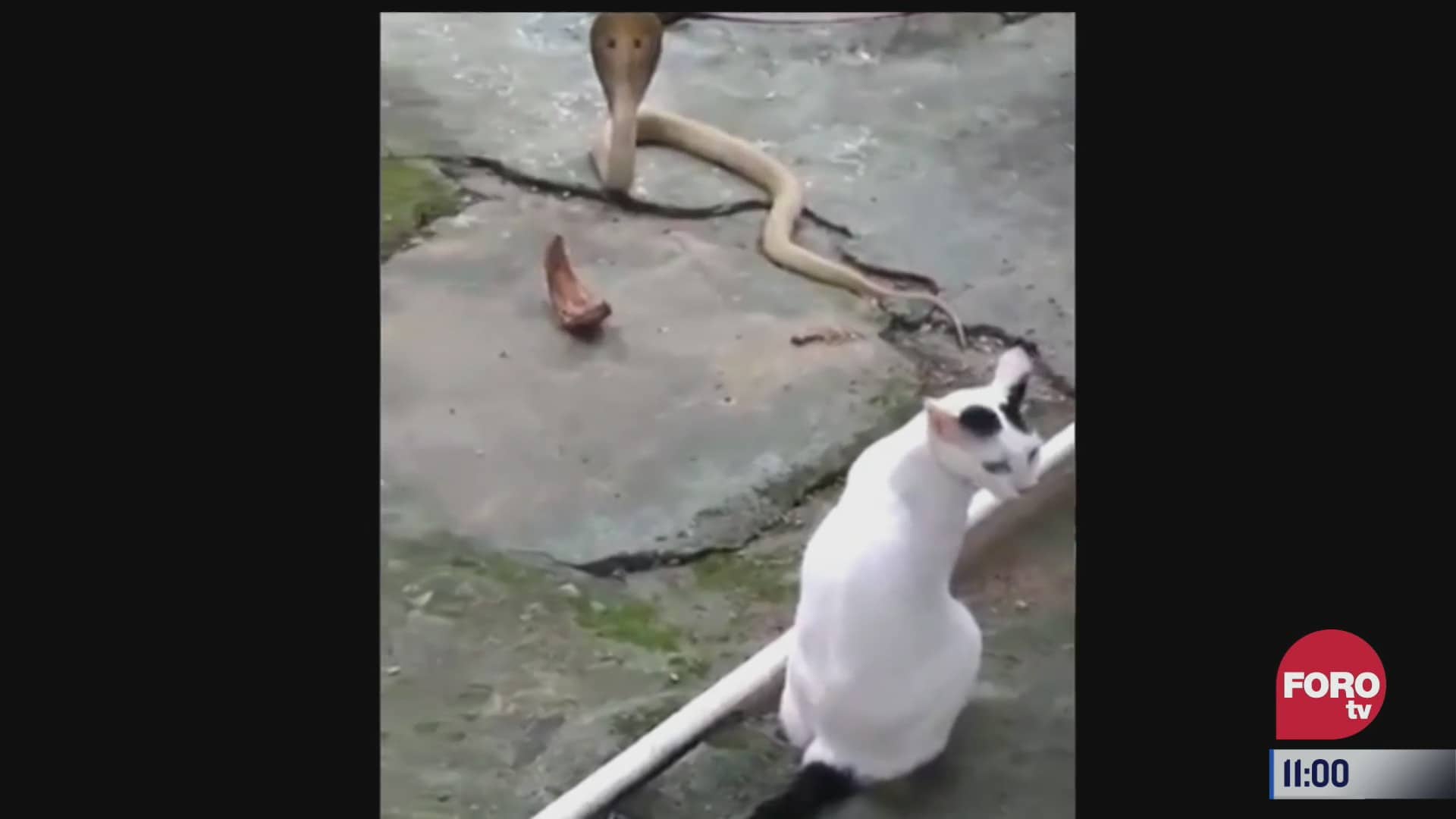 gato enfrenta a una cobra y salva a su dueno