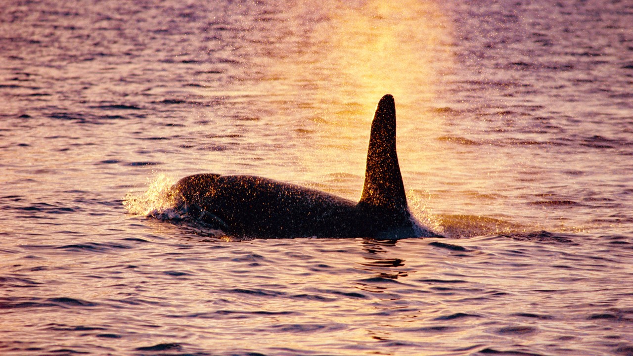 Exigen investigación por muerte de orca de 6 años en EEUU
