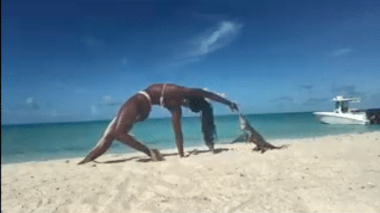 Iguana muerde a maestra de Yoga