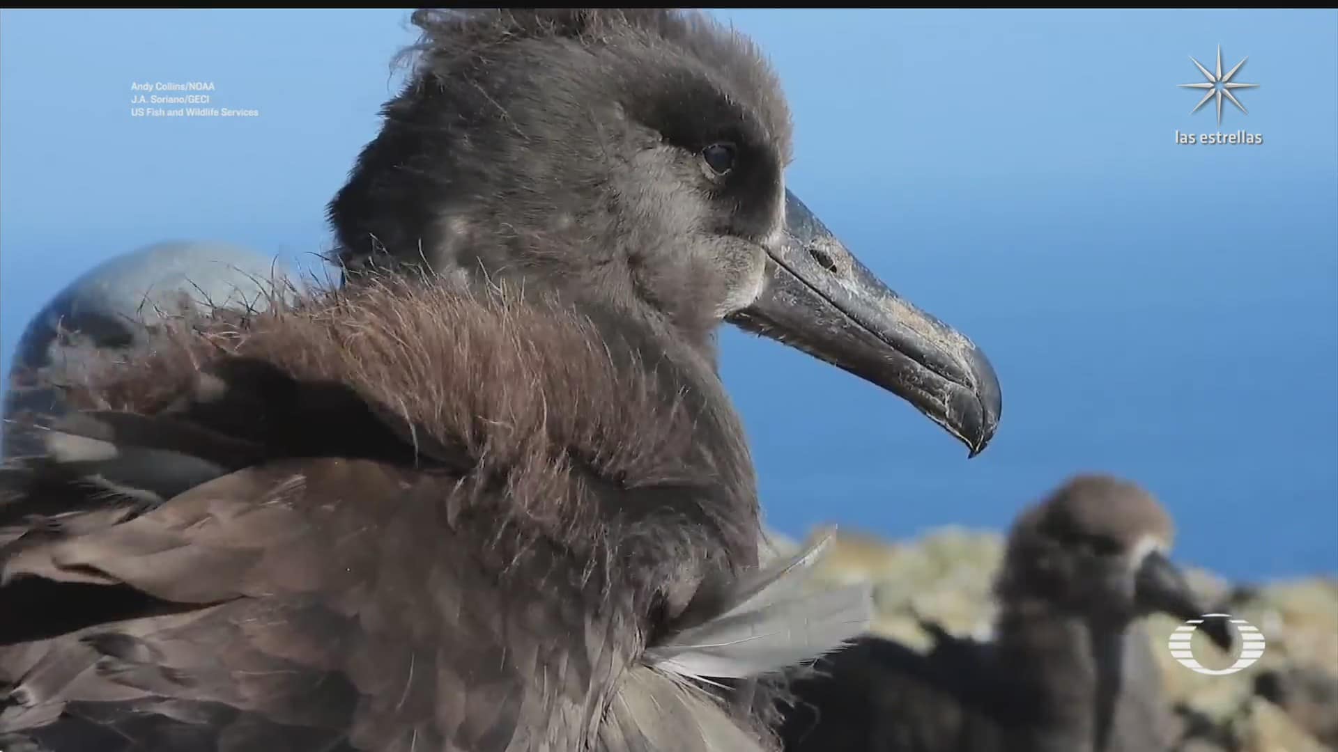 isla de guadalupe nuevo hogar de albatros