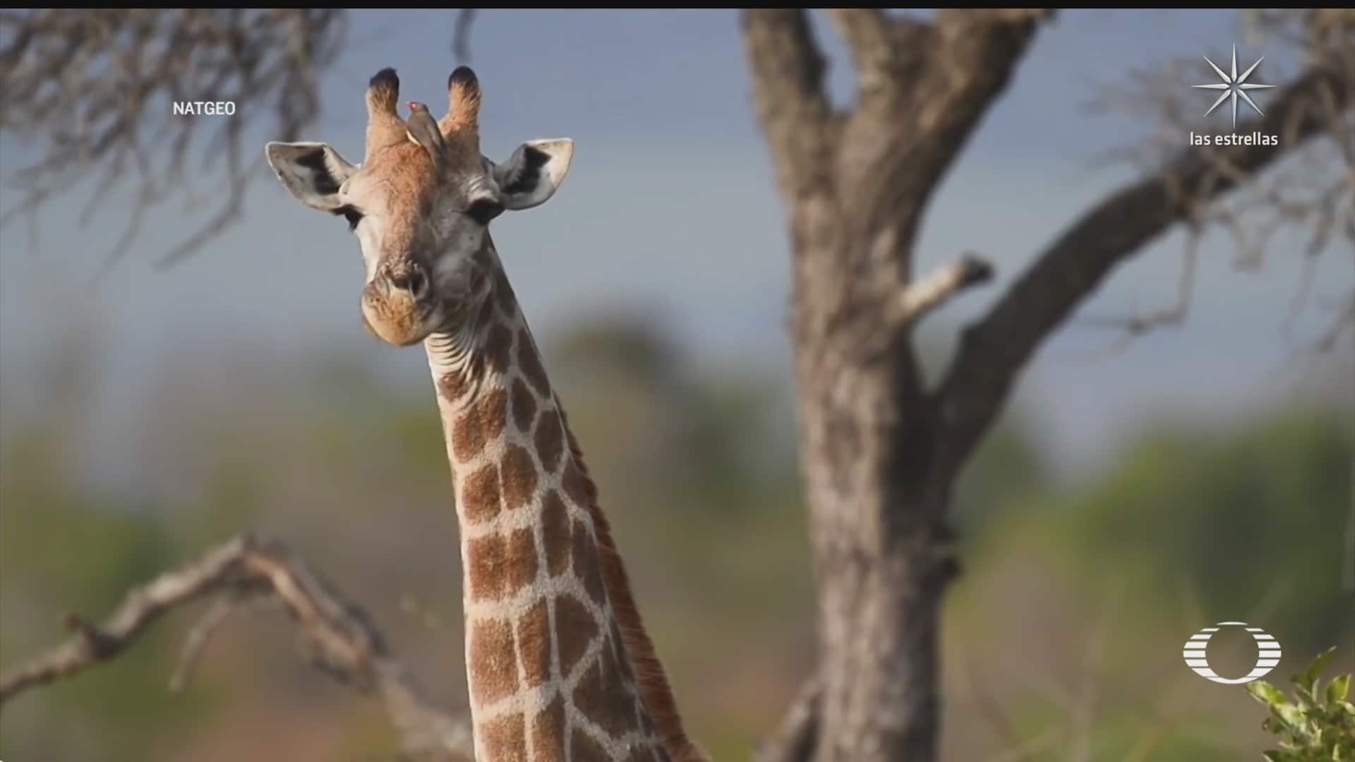 jirafas hembras viven varios anos mas tras terminar su vida fertil