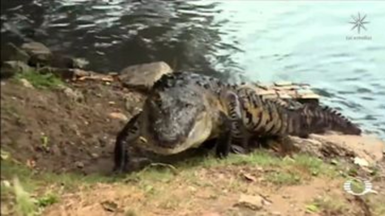 Los Juanchos, cocodrilos de Tampico acostumbrados a la presencia humana
