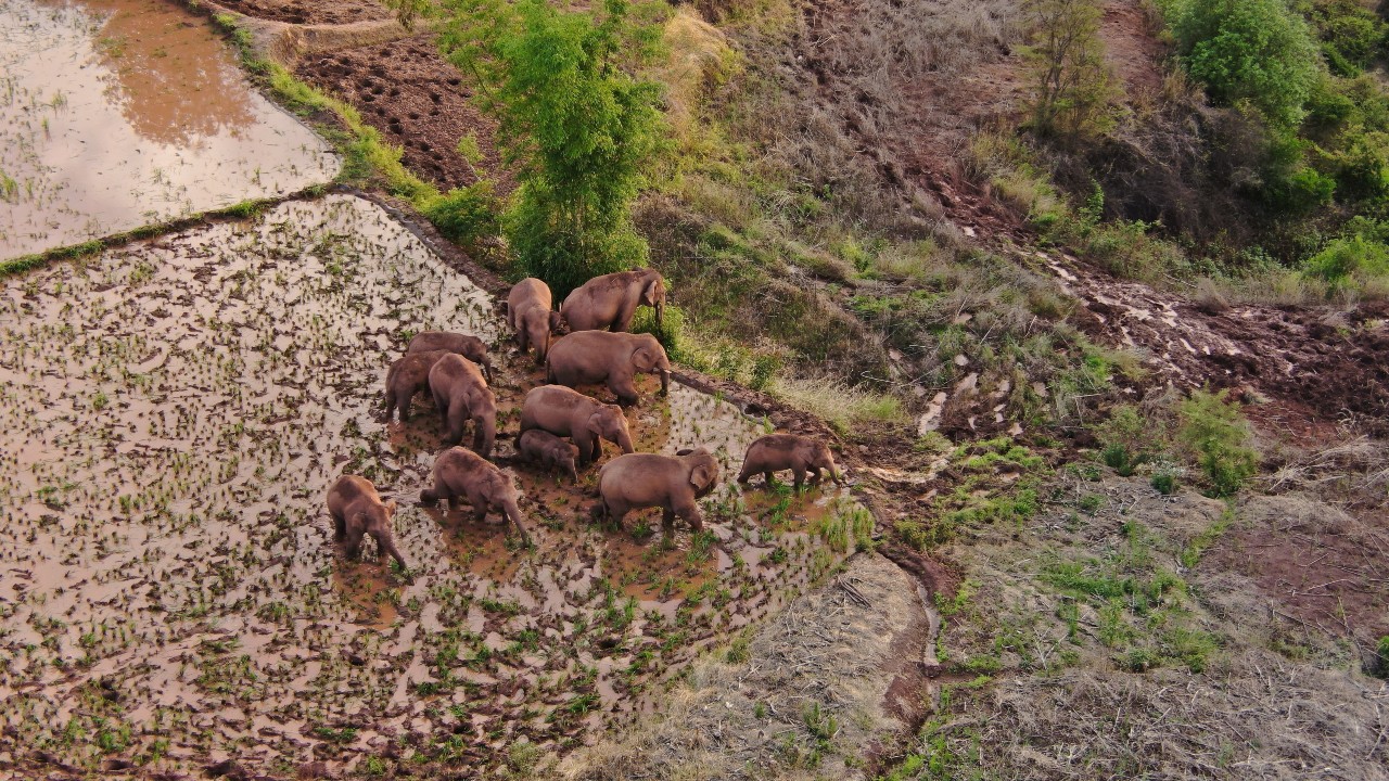 Con drones y plátanos, China guía manada de elefantes de regreso a casa