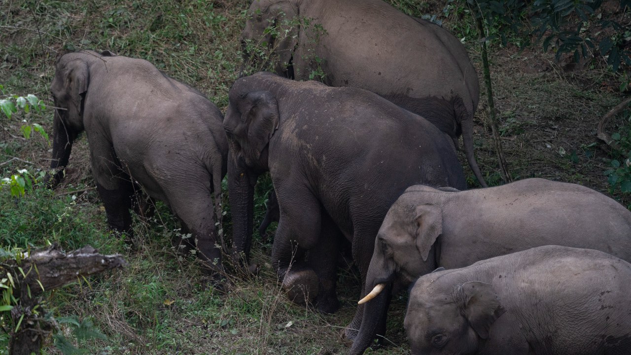 Fotografía de los elefantes salvajes que recorrieron la provincia meridional china de Yunnan