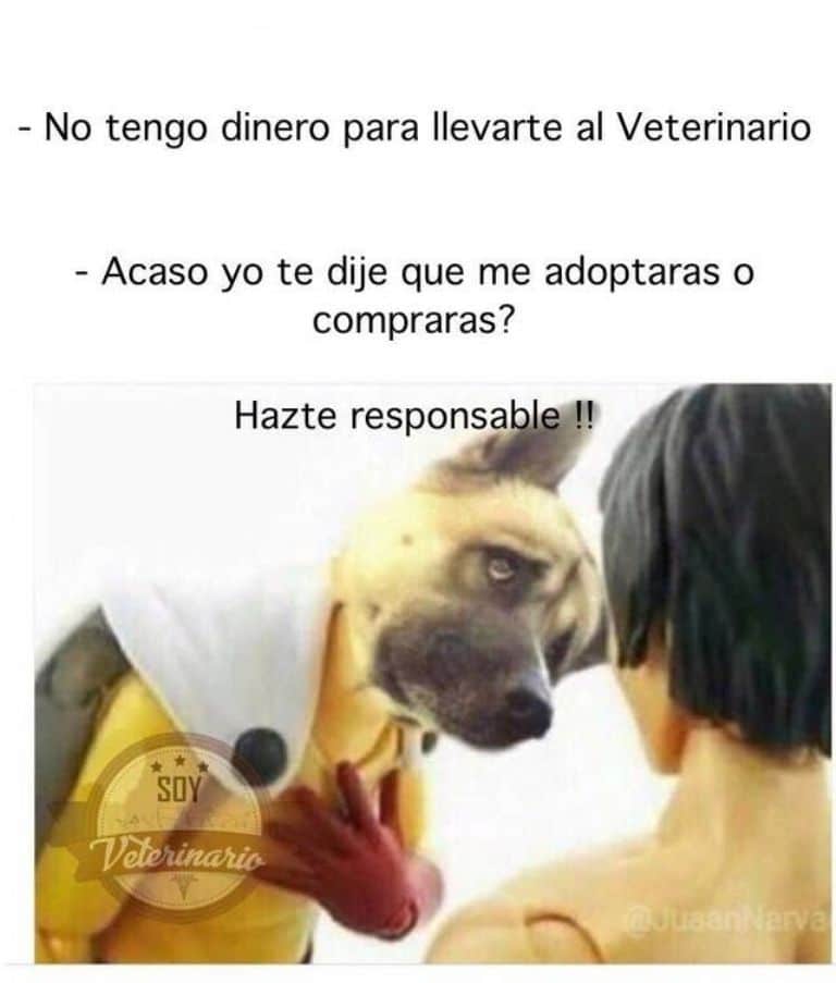 Memes por el Día del Veterinario 17 de agosto en México