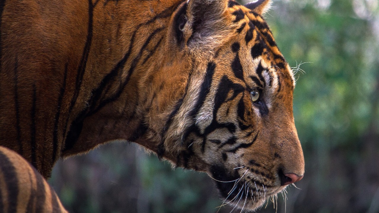 Muere trabajadora de zoológico tras ser atacada por un tigre