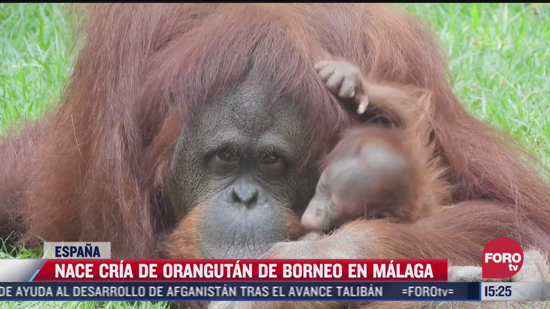 nace cria de orangutan en peligro de extincion