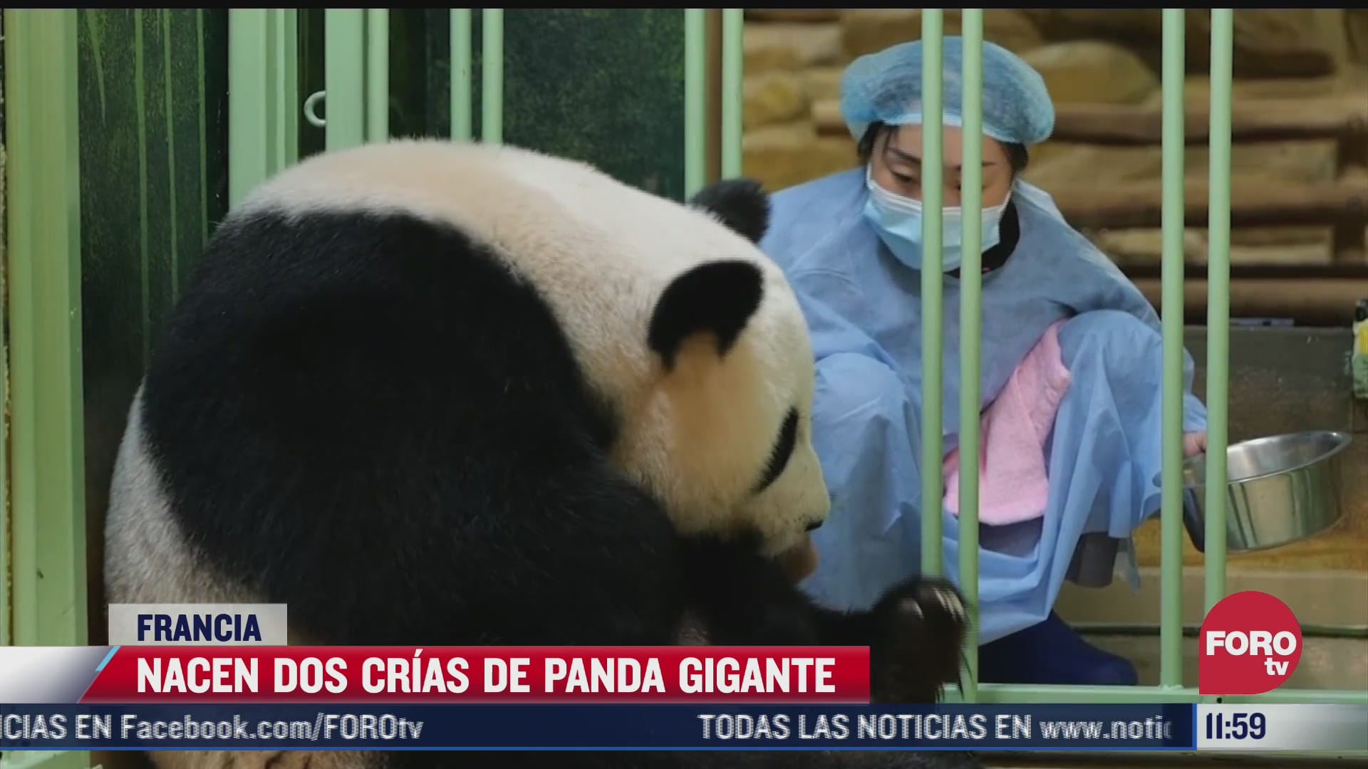nacen dos pandas bebes en francia