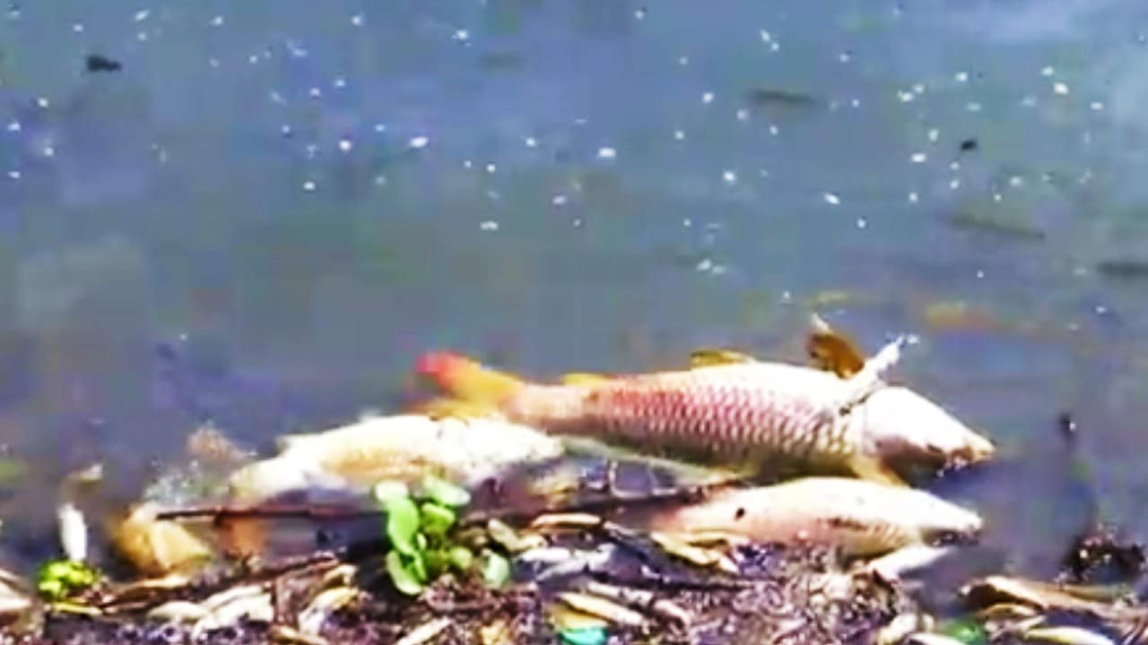 Miles de peces mueren en la presa Madín; vecinos denuncian olor insoportable