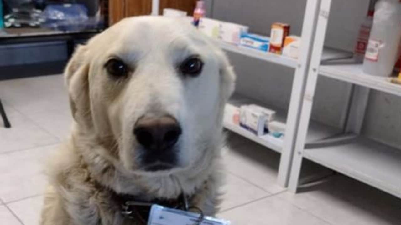 Perrito trabaja como guardia de seguridad en una farmacia de Pachuca