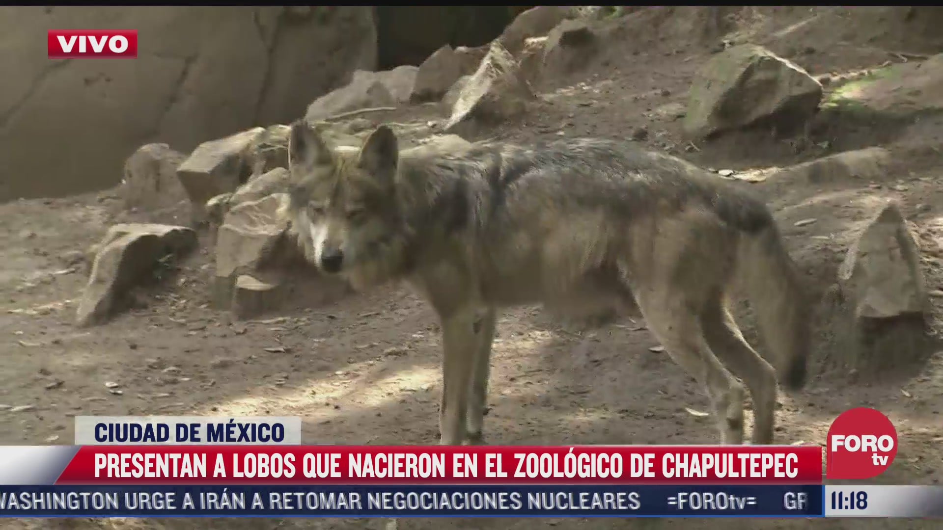 presentan a lobos que nacieron en zoologico de chapultepec cdmx
