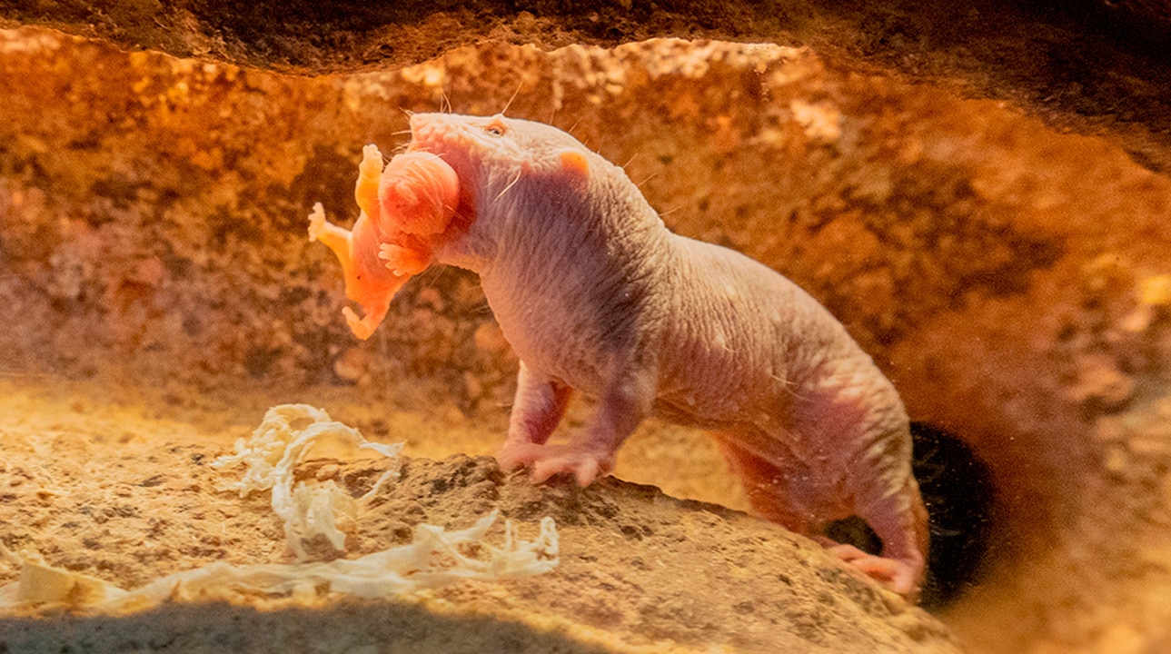 Nacen crías de rata topo desnuda, extraña especie que se comporta como insectos
