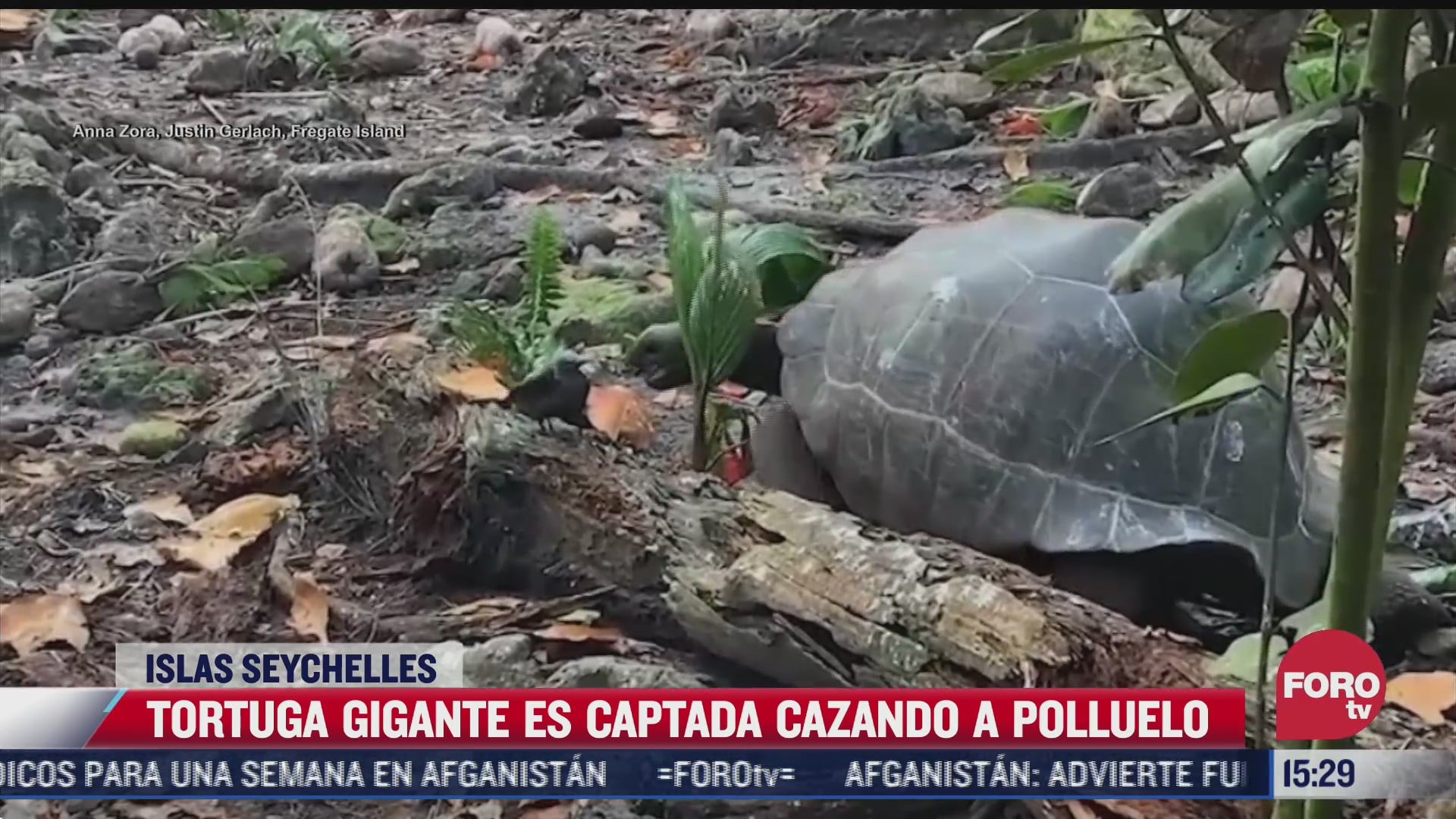 sorprende video que muestra a tortuga gigante cazando a un polluelo