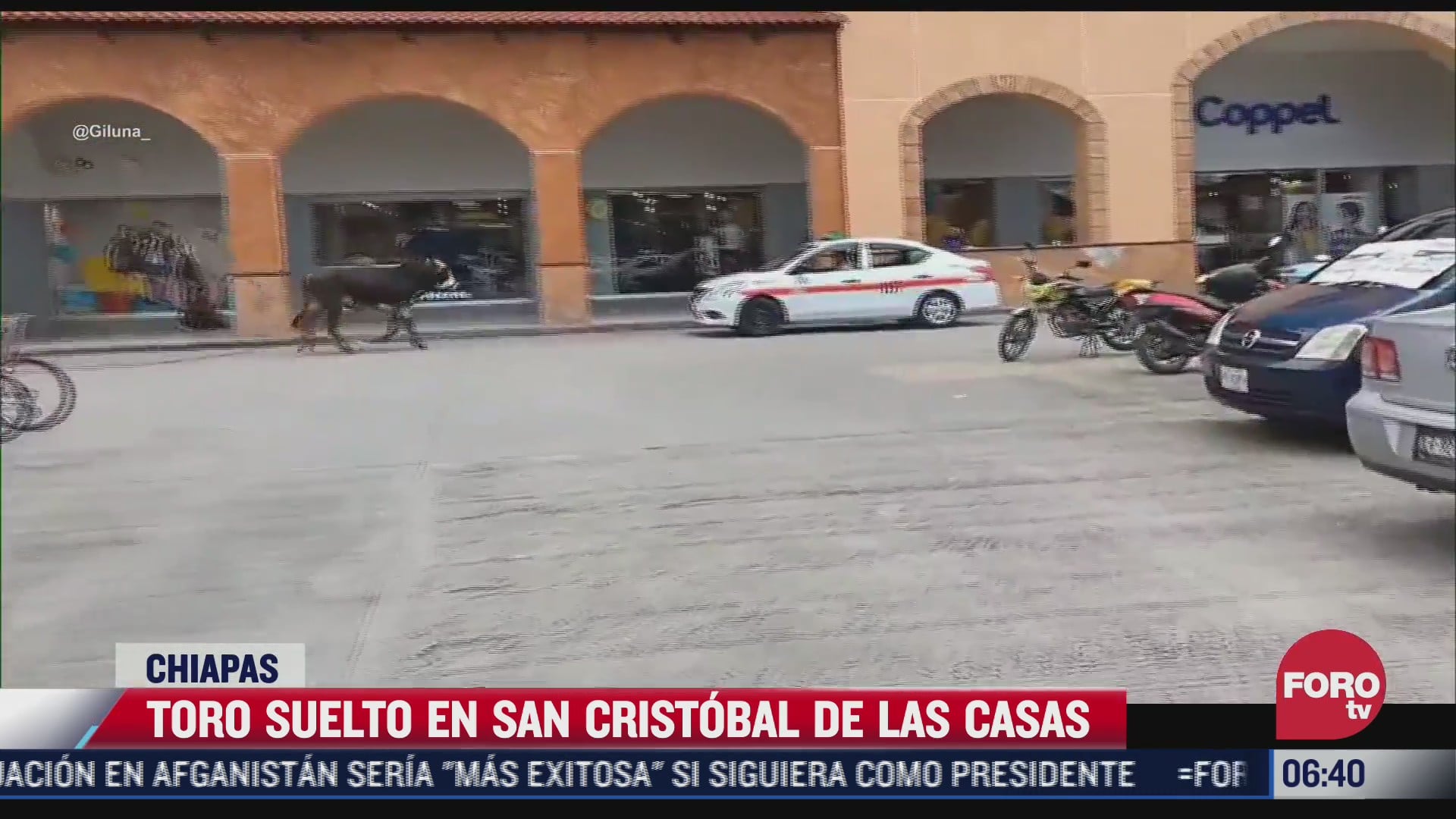 toro se pasea por centro comercial de san cristobal de las casas chiapas