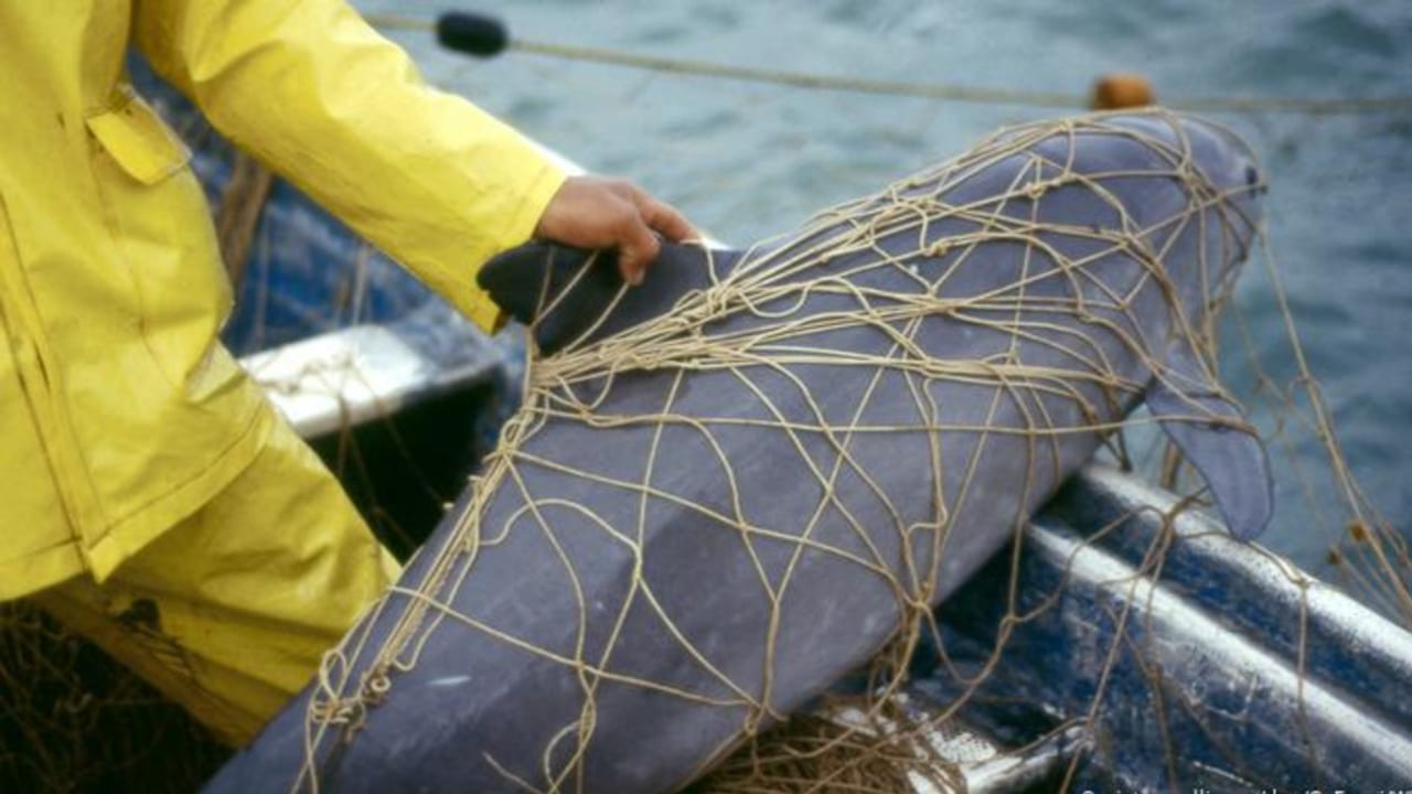 Las vaquitas marinas caen en las redes de pescadores ilegales y mueren.