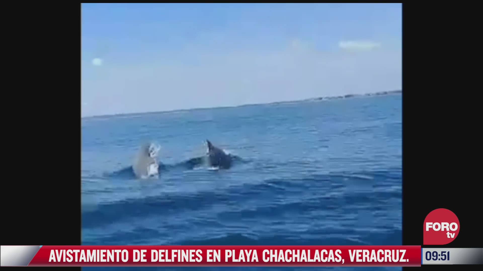 Avistan delfines ‘nariz de botella’ en Chachalacas, Veracruz; saltan cerca de embarcación