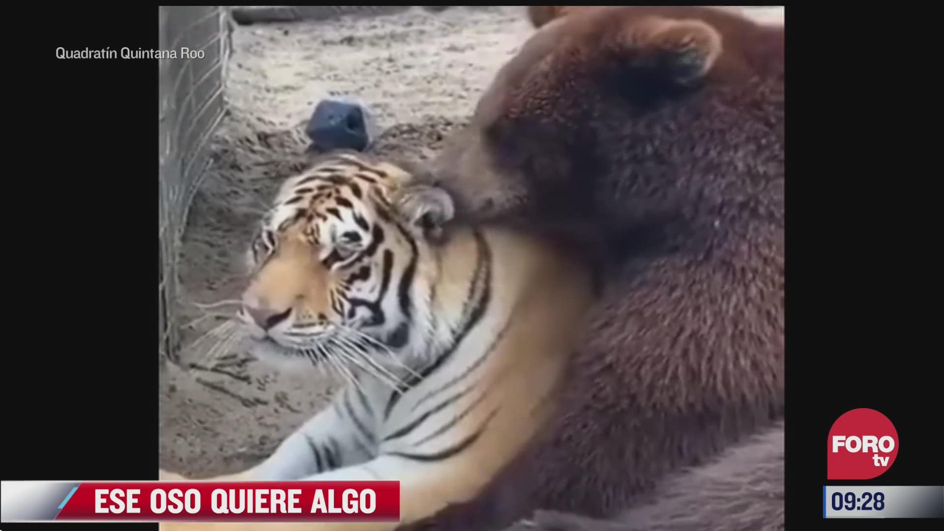 amistad peculiar entre oso y tigre