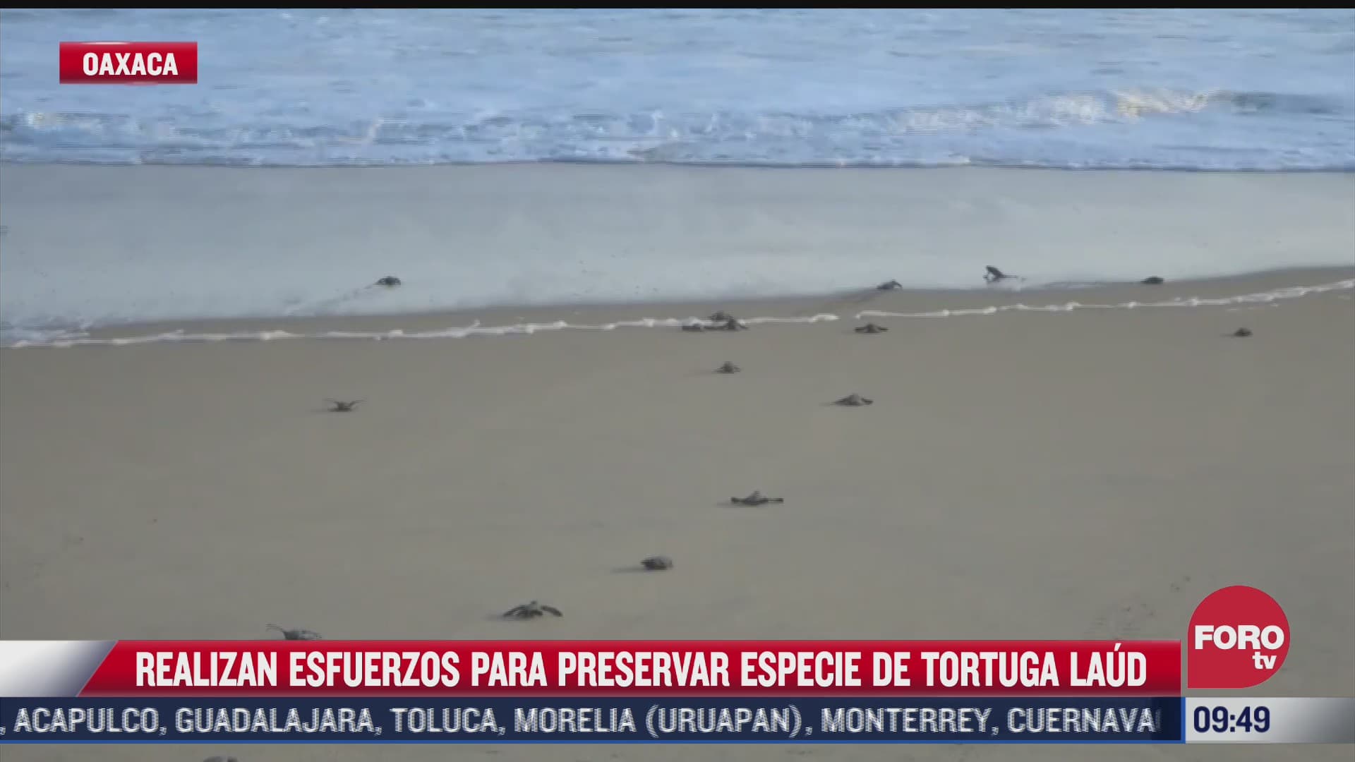autoridades y grupos ambientalistas realizan esfuerzos para preservar las tortugas laud en oaxaca