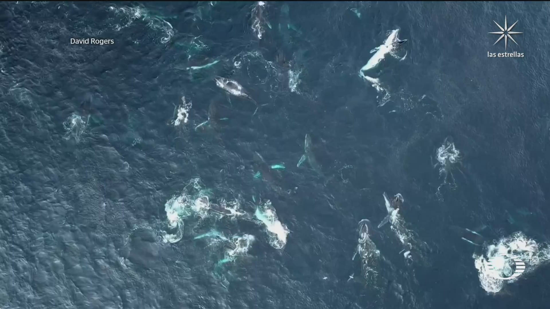captan cientos de ballenas jorobadas en australia
