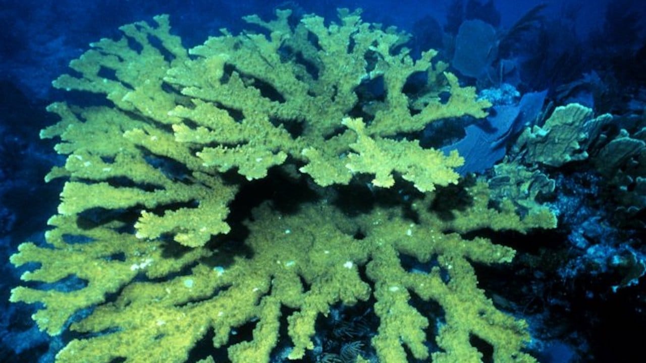 Coral cuerno de alce animales peligro de extinción