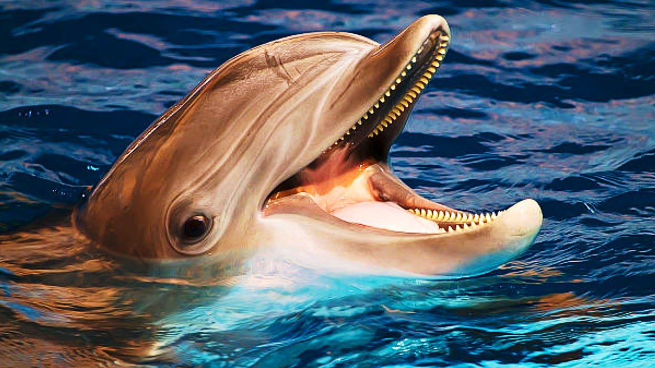 Los delfines en cautiverio no viven bajo estrés: Especialista