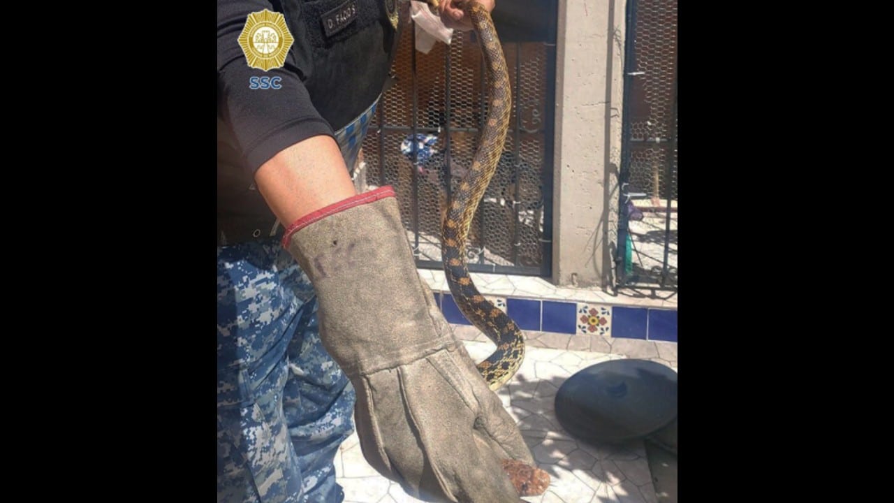 Encuentran serpiente patio casa Xochimilco