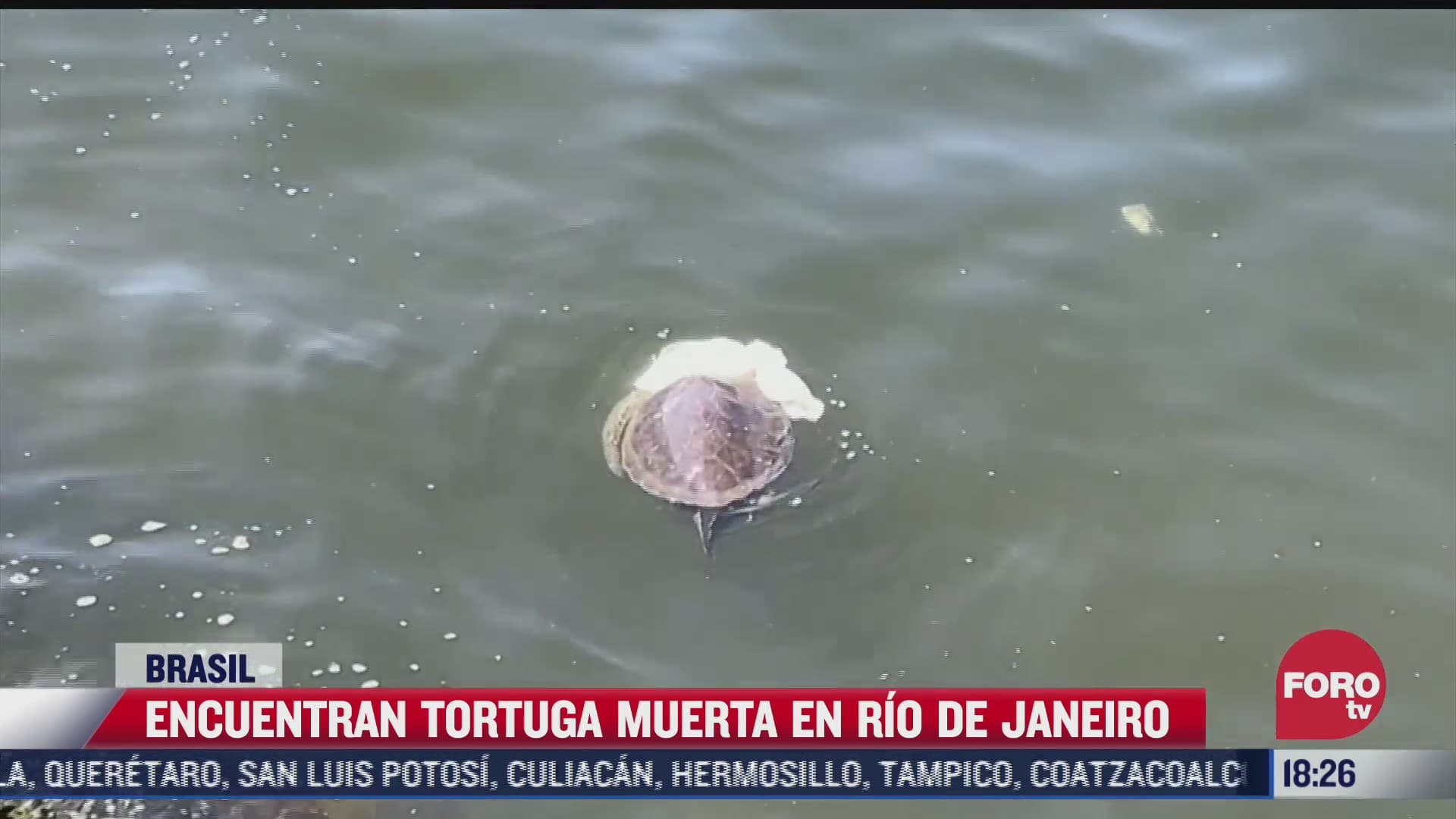 encuentran tortuga muerta en rio de janeiro brasil