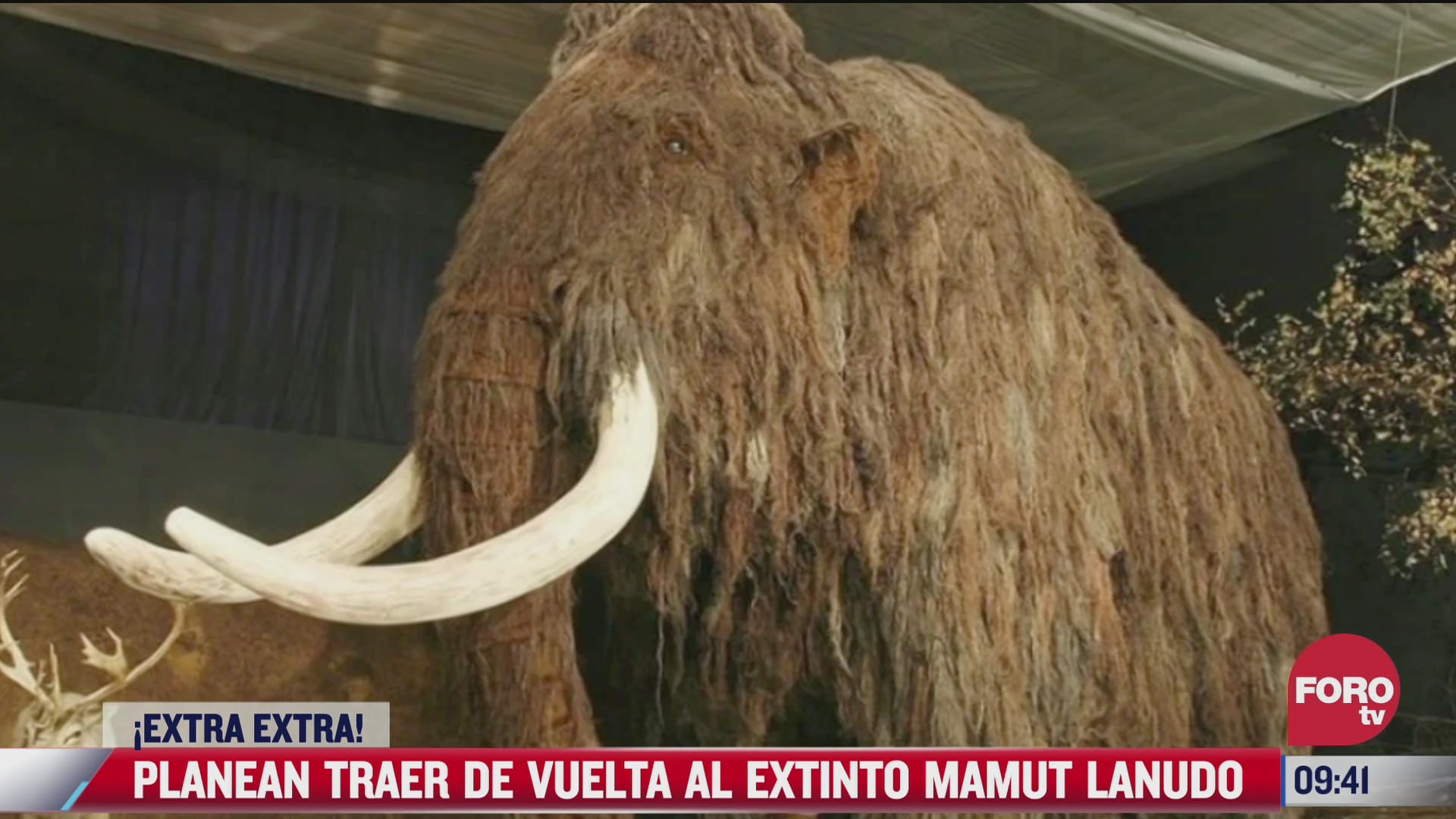 extra extra planean traer de vuelta al extinto mamut lanudo