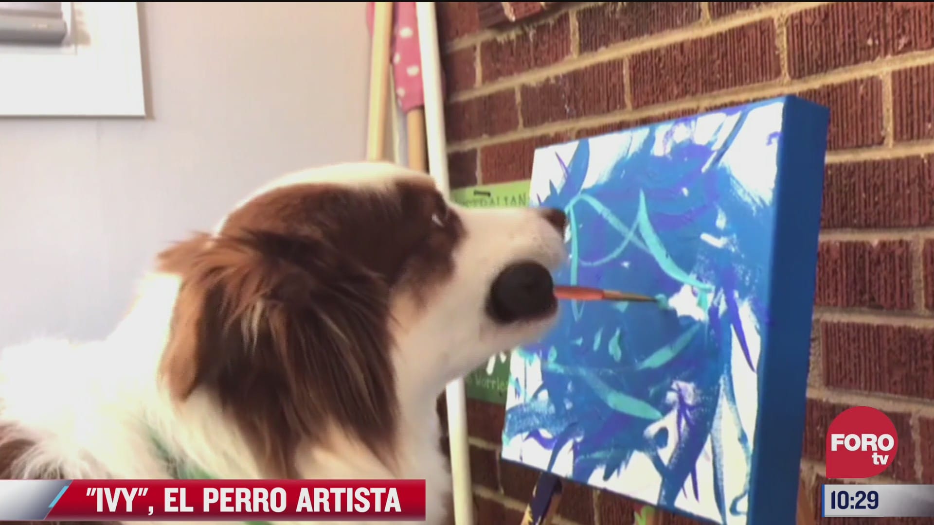 ivy el perro artista que pinta obras de arte