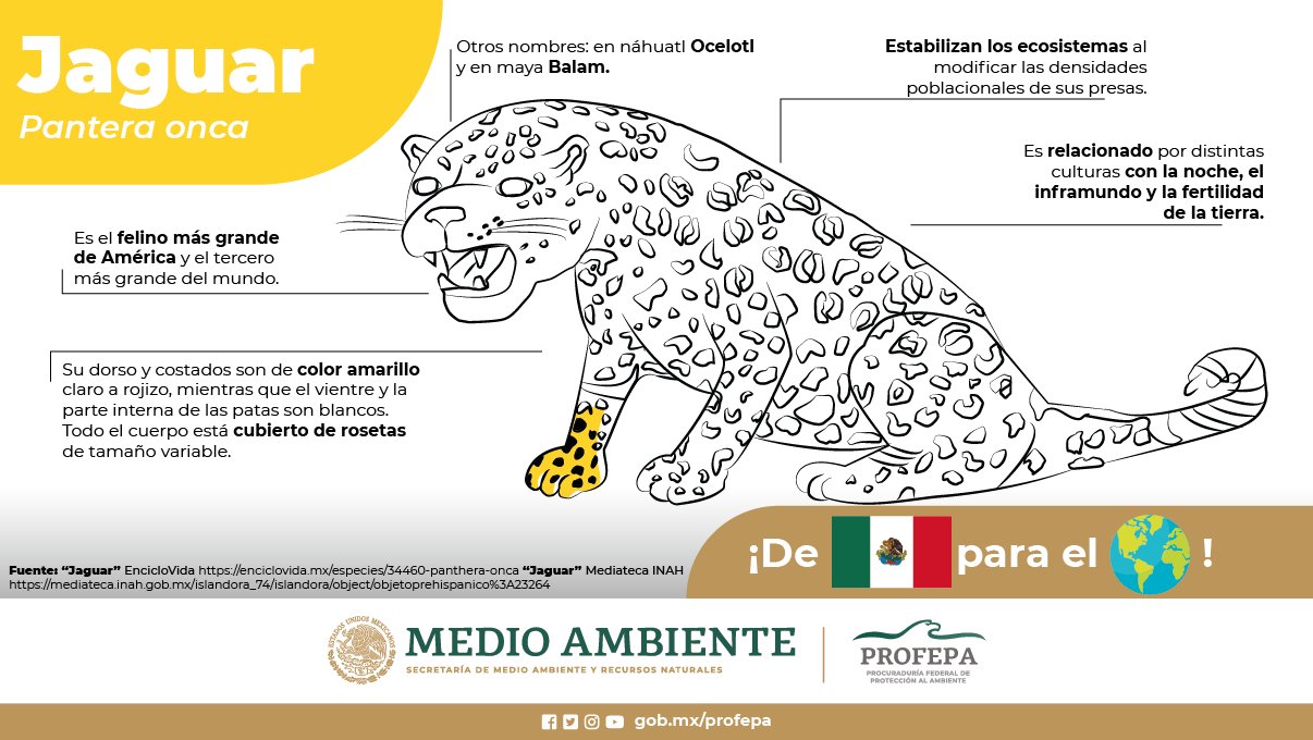 Jaguar, dibujo de la PROFEPA
