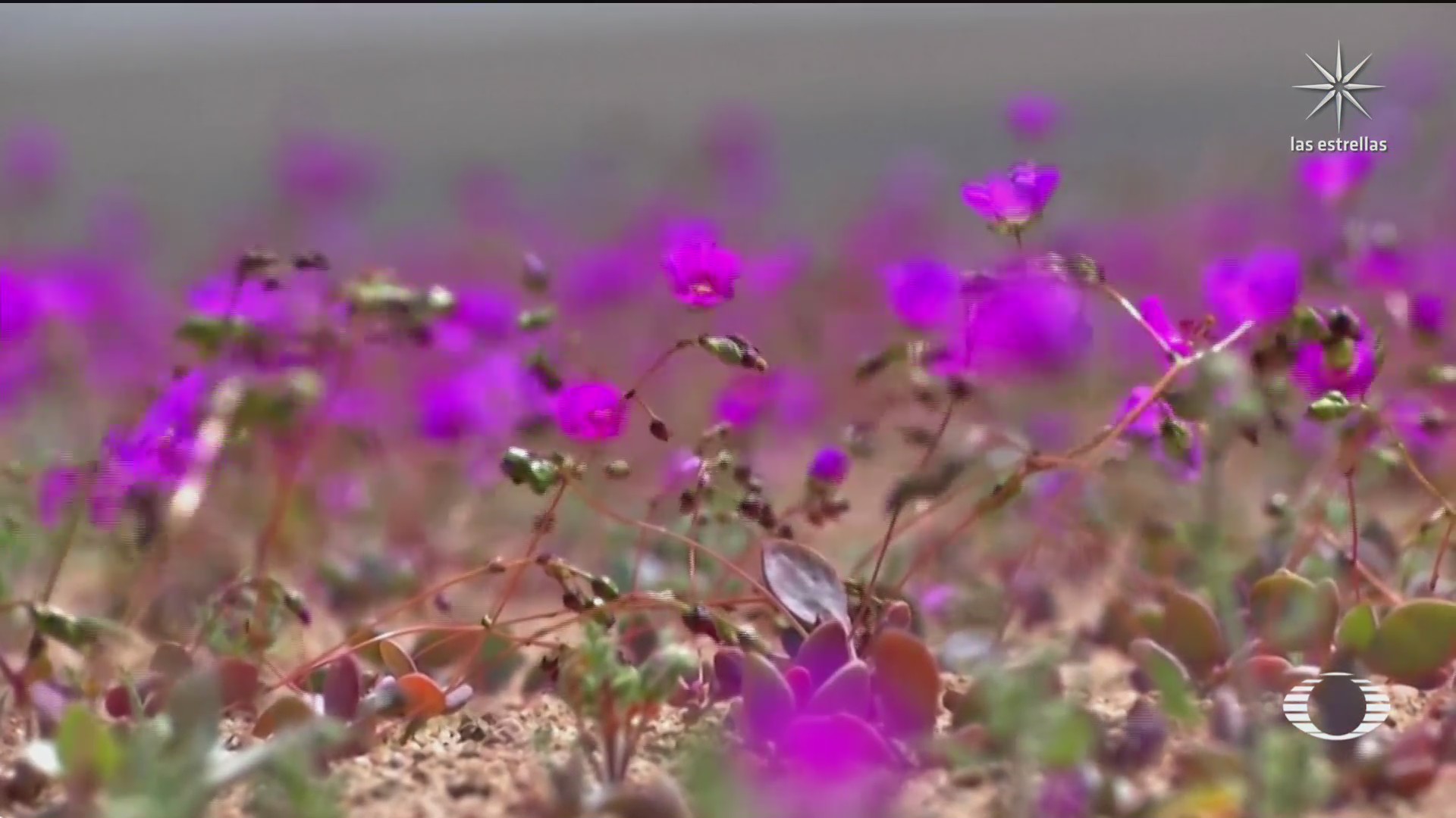 las floraciones mas espectaculares en el desierto de atacama chile