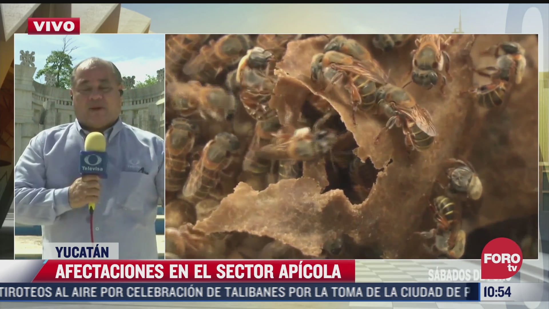 lluvias afectan la produccion de miel en yucatan