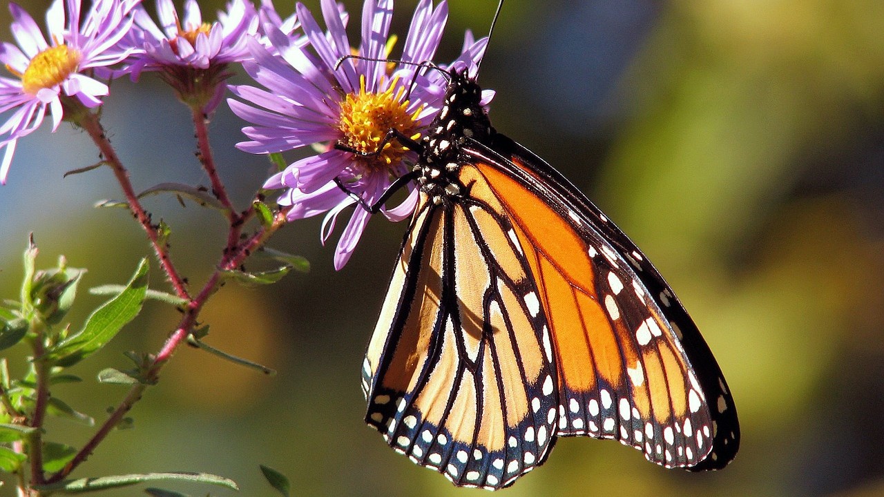 Mariposa monarca, viral, redes sociales, Twitter, imagen ilustrativa