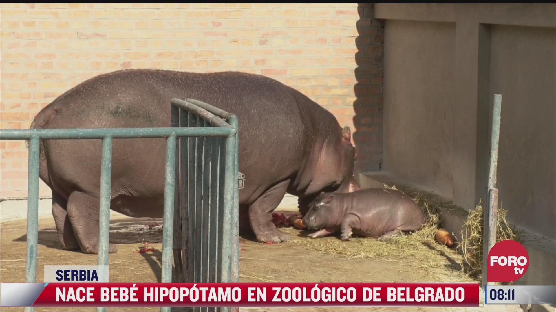 nace bebe hipopotamo en zoologico de belgrado serbia