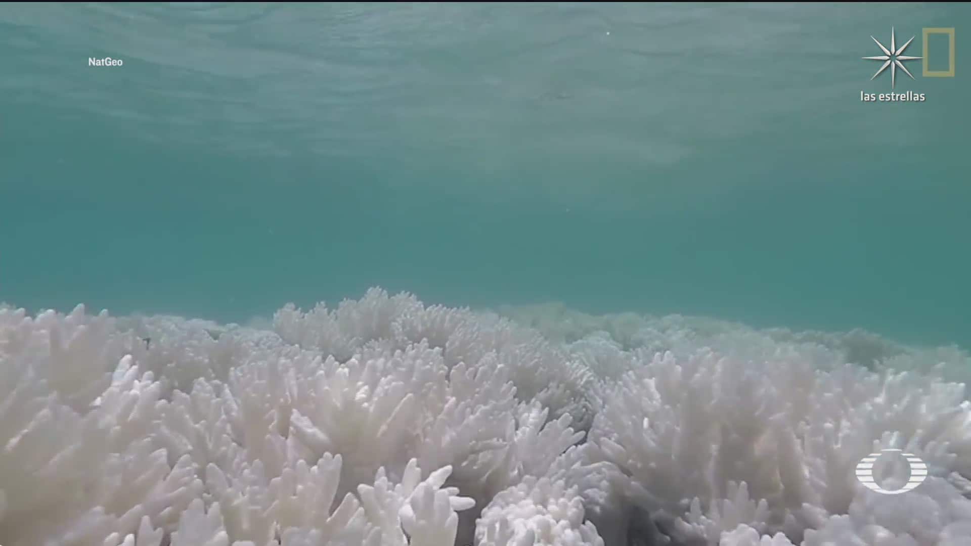 nubes para salvar corales