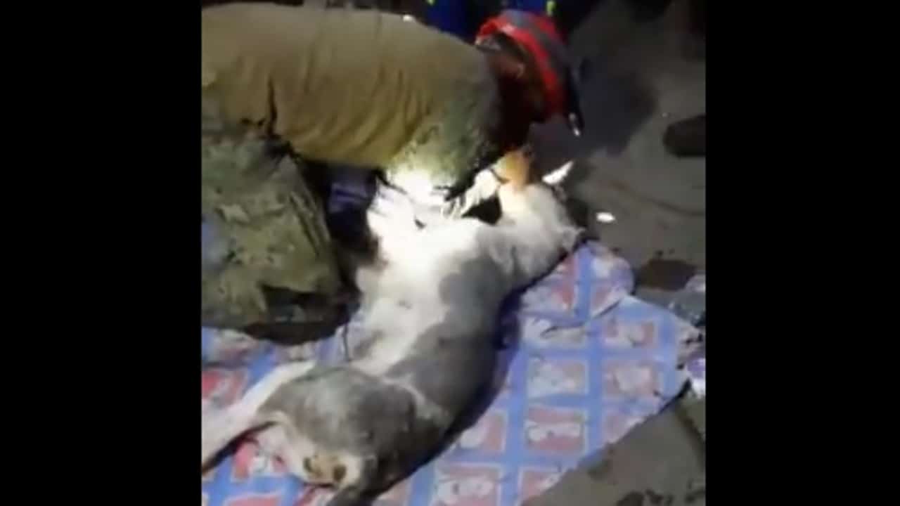 El dramático rescate de un perrito en el Chiquihuite con final triste