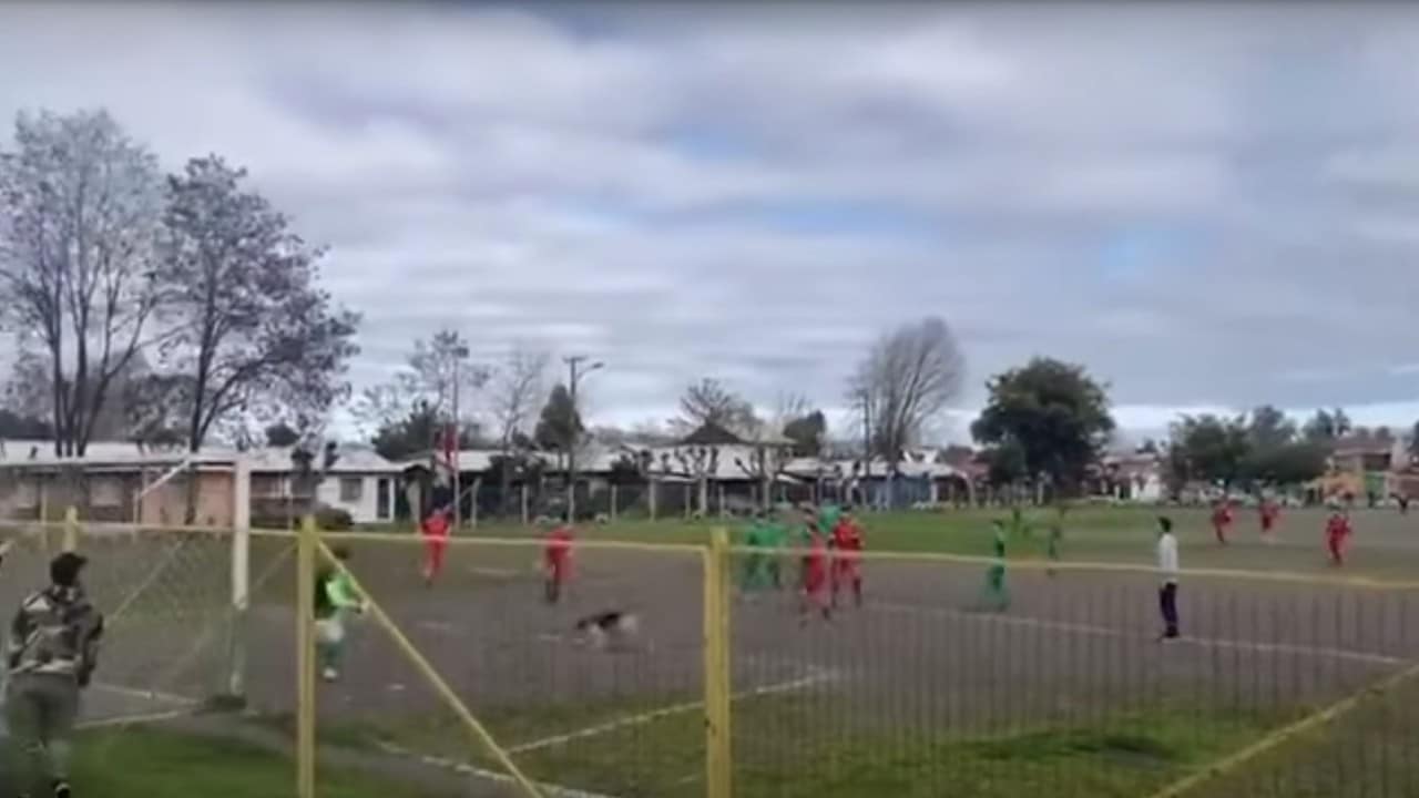 Video perro anota gol Chile