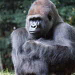 Gorilas tienen sexo frente al público en zoológico del Bronx