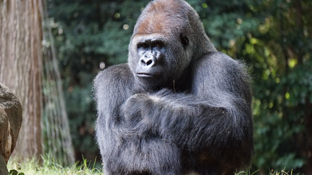 Gorilas tienen sexo frente al público en zoológico del Bronx