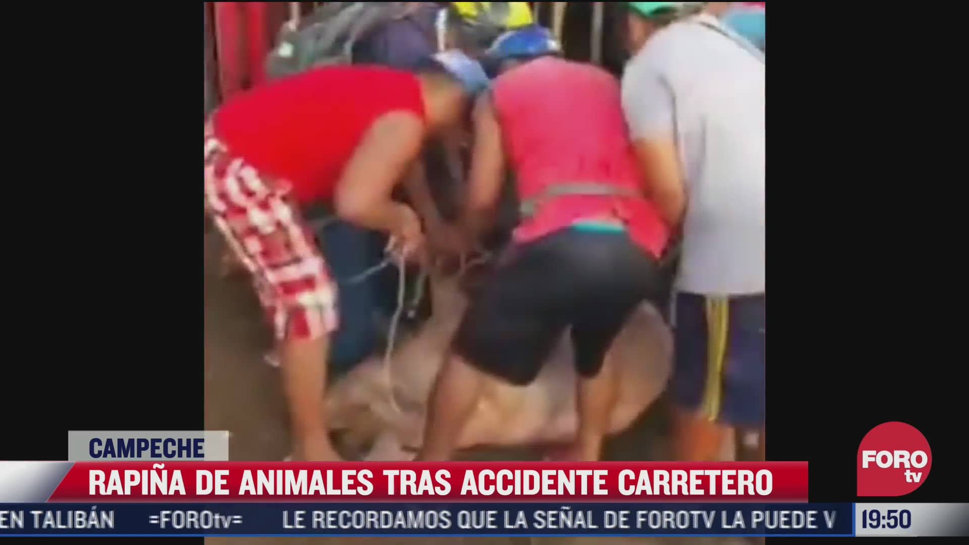 pobladores en campeche se roban cerdos tras volcadura