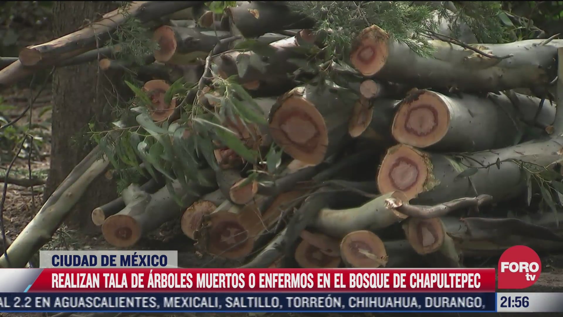 realizan tala de arboles muertos en el bosque de chapultepec